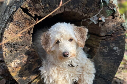 Schulhund Miss Marple guckt aus einem hohlen, liegenden Baumstumpf